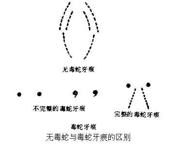 火赤练蛇有没有毒:在农村，你见过的蛇有多毒？