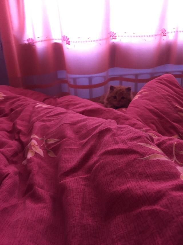 褴褛猫吧:网友养了只田园猫被养蓝猫的同学嫌弃，不是品种猫真的就差吗？