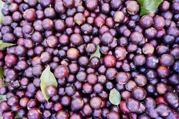 石蚌:石头 听说蛙类只有石蛙才是真正不用喂饲料不在肥水里长，大家说是吗？