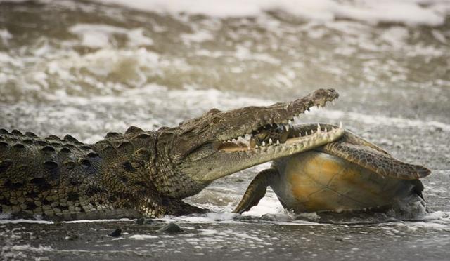 巨型湾鳄vs老虎图片