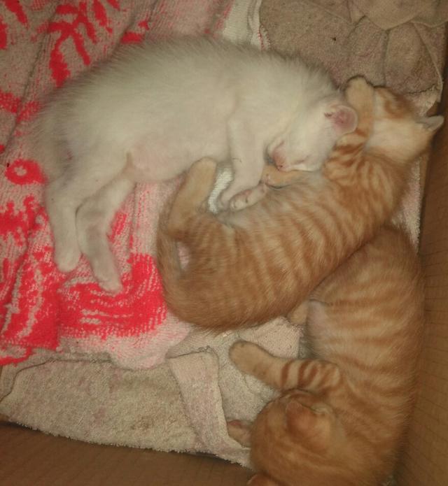 头条问答- 猫可以一直放在阳台养吗？(69个回答)