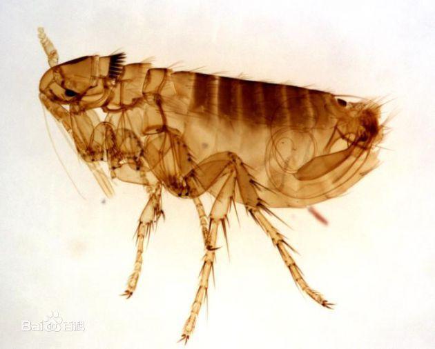 动物肠道寄生虫:狗狗身上有多少种寄生虫？