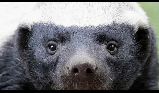 平头哥蜜獾图片:动物中的蜜獾是什么，它有多厉害，它的天敌是什么？