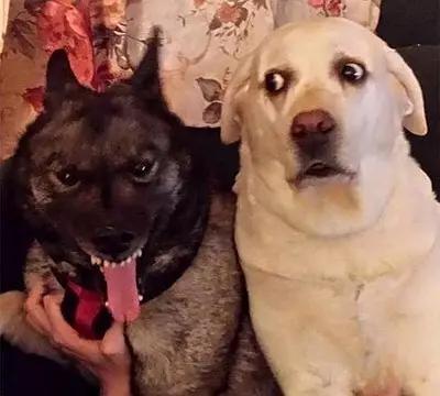 祖述宪谈狂犬病:狗的唾液进入人的口腔会不会得狂犬病？