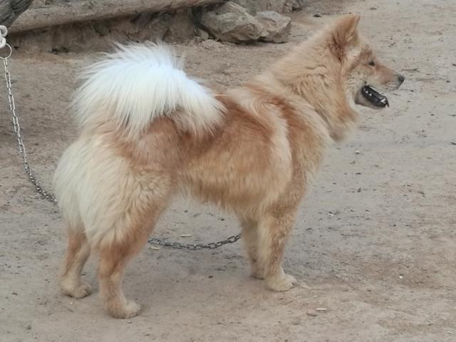 中华田园犬吧:国内有多少人养中华田园犬的，土狗真的濒临灭绝了吗？
