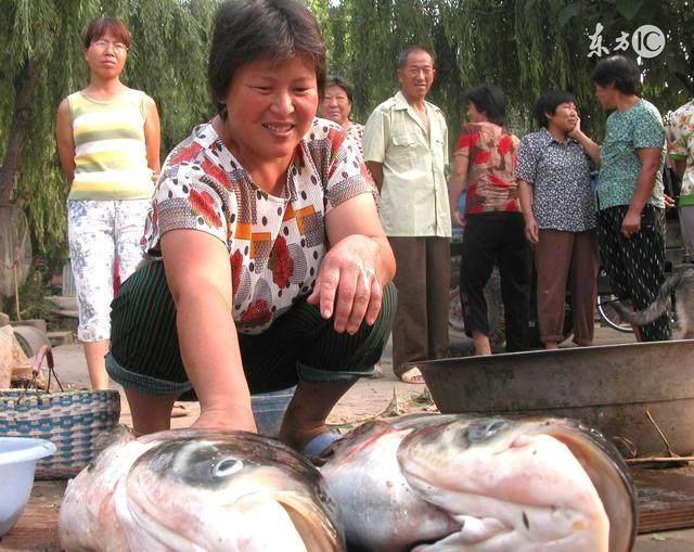农村这种鱼虽美味却有毒，钓到的鱼不认识，请问是什么鱼