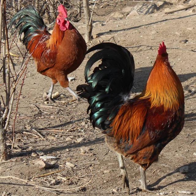 其实,跑山鸡在山东济宁叫拐子鸡,越有年头越好吃.