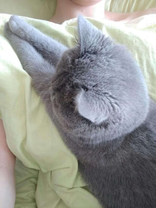 为什么晚上睡觉时猫咪总喜欢靠近自己的头，而且咕噜声还很大？插图20