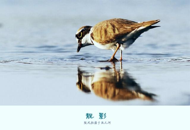 关于翠鸟的图片:单反200mm的镜头可以拍鸟吗？