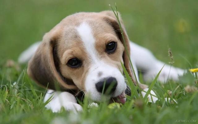 被猫咬千万不要打狂犬疫苗:被猫抓出血了要打狂犬疫苗吗 被猫狗抓伤咬伤后一定要打狂犬疫苗吗？