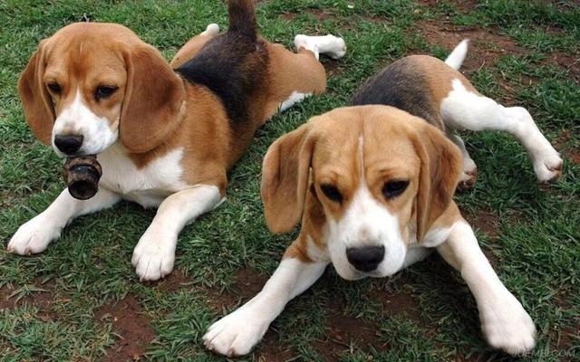 被猫咬千万不要打狂犬疫苗:被猫抓出血了要打狂犬疫苗吗 被猫狗抓伤咬伤后一定要打狂犬疫苗吗？