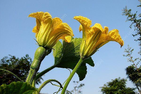 头条问答 南瓜为什么不开雌花 芙蓉的回答 0赞