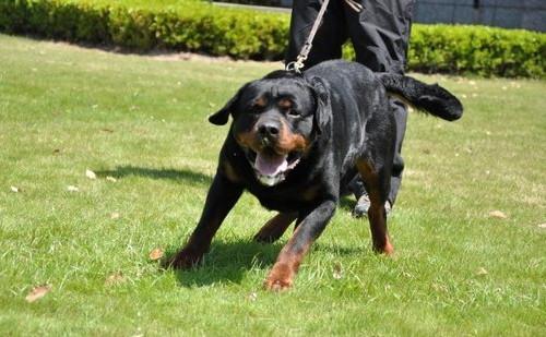 秋田犬蓬夫:秋田犬蓬夫真实事件改编 豺是一种什么动物？和狗有什么关系？