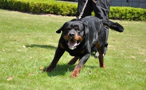 秋田犬蓬夫:秋田犬蓬夫在线观看 豺是一种什么动物？和狗有什么关系？