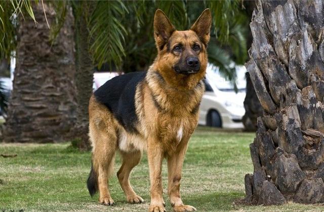 秋田犬蓬夫:秋田犬蓬夫真实事件改编 豺是一种什么动物？和狗有什么关系？