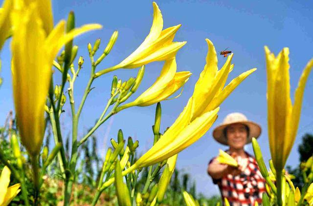忘忧草就是黄花菜:被称为忘忧草的黄花菜，吃了真的可以让人不抑郁吗？
