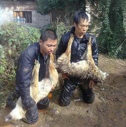 偷狗电枪:抓到偷狗贼，你会怎么处理？