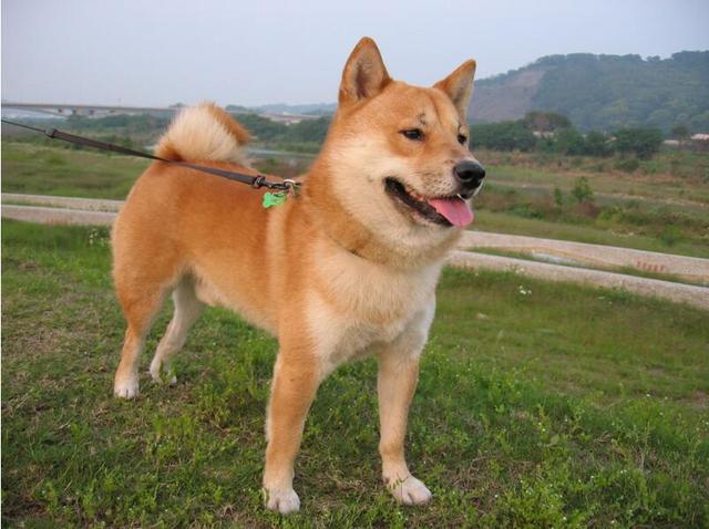 头条问答 - 现在养外国狗的太多了,这样下去末来还有纯种的中华田园犬