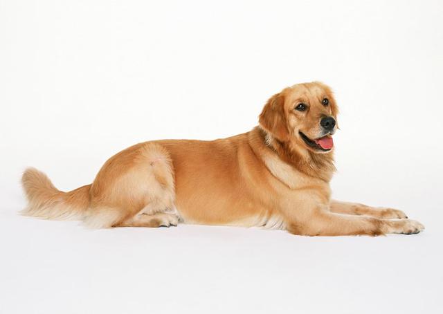 金毛犬有什么缺点？插图34