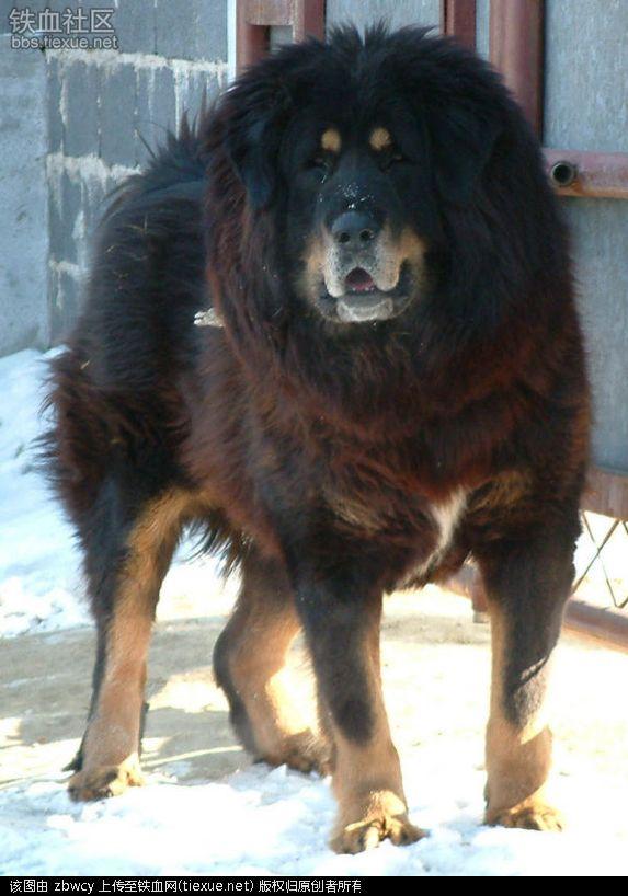 古鬣犬 怎么读:为什么曾经价格不可一世的藏獒，如今落到没人要的地步？