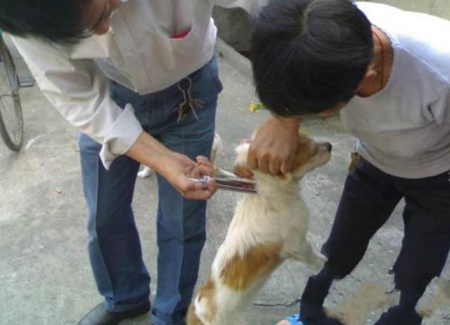 沈阳狂犬病疫苗价格:沈阳狂犬病疫苗价格 打狂犬疫苗，要花多少钱？需要注意哪些问题？