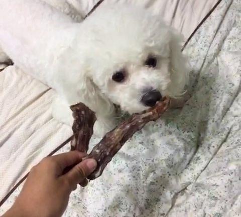 卷毛比熊犬饲养方法:比熊犬怎么饲养和护理呢？