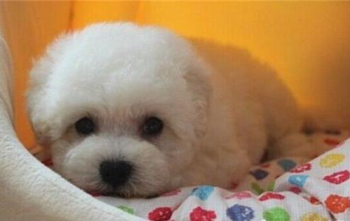 卷毛比熊犬饲养方法:比熊犬怎么饲养和护理呢？