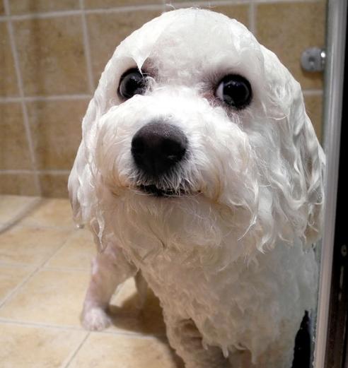 卷毛比熊犬饲养方法:比熊犬怎么饲养和护理呢？