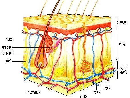 如何去掉纹身(如何去掉纹身不留疤痕)