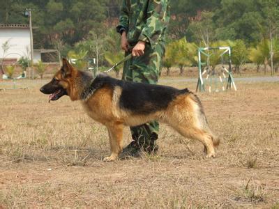 搜救犬服役几年:军犬的服役年限一般是多久？ 搜救犬感动落泪总结