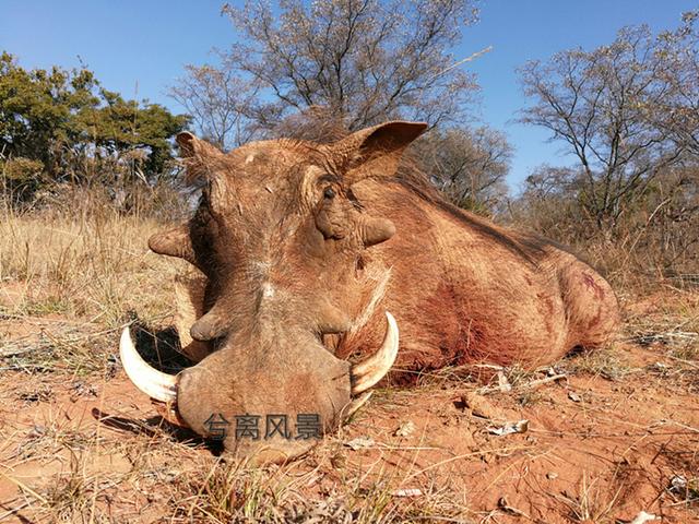 马犬打野兔电影:马犬追野兔视频 有没有像狩猎一样的电影？