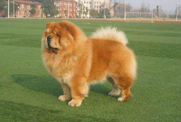 中国工作犬大集合视频:我国排名前三的狼犬有哪些？战斗力如何？