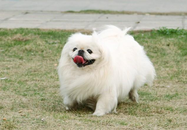 中国工作犬大集合视频:我国排名前三的狼犬有哪些？战斗力如何？