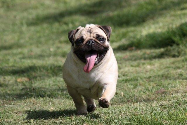 中国工作犬大集合视频:我国排名前三的狼犬有哪些？战斗力如何？