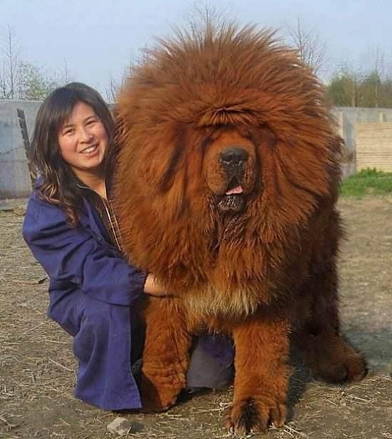 中国工作犬大集合视频:我国排名前三的狼犬有哪些？战斗力如何？