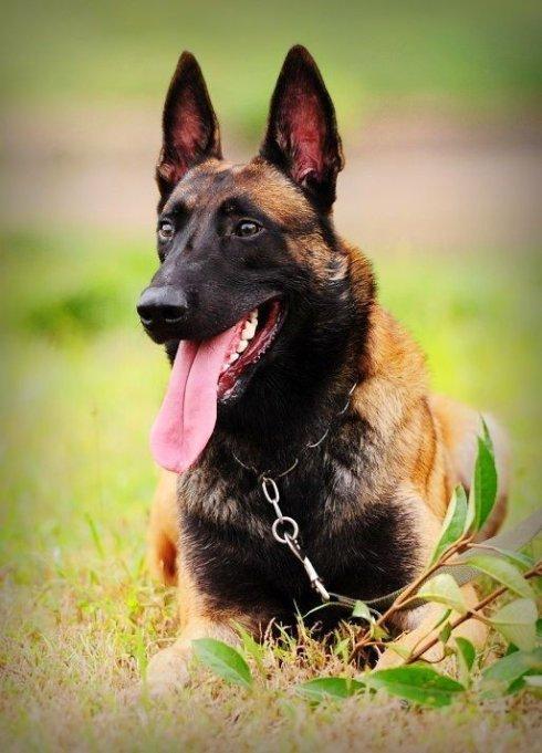 中国工作犬大集合视频:我国排名前三的狼犬有哪些？战斗力如何？