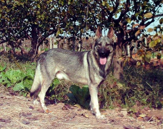 中国工作犬大集合视频:我国排名前三的狼犬有哪些？战斗力如何？