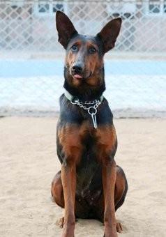 中国工作犬大集合视频:我国排名前三的狼犬有哪些？战斗力如何？