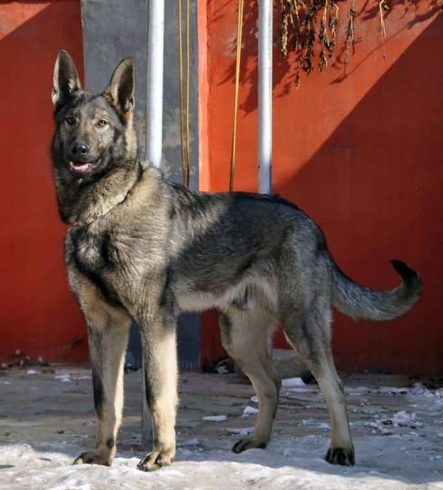 中国工作犬大集合视频:我国排名前三的狼犬有哪些？战斗力如何？