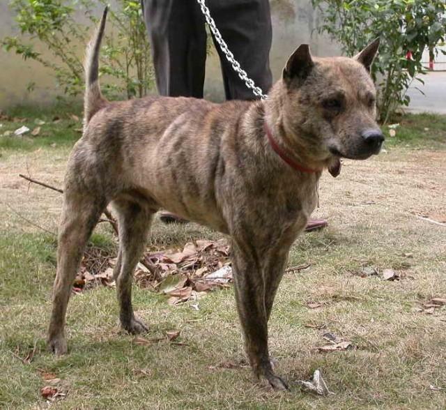 中国工作犬大集合视频:我国排名前三的狼犬有哪些？战斗力如何？