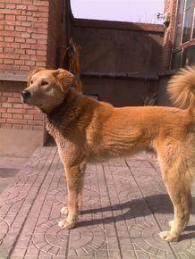 中国工作犬大集合视频:我国排名前三的狼犬有哪些？战斗力如何？
