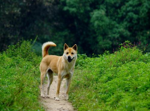 中国斗犬:中国斗犬前十名 哪些品种的狗狗是中国狗？