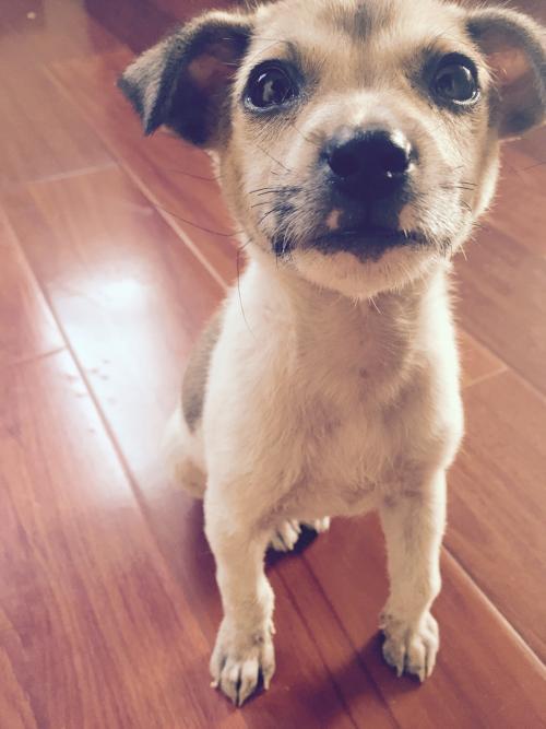 中国工作犬大集合视频:我国排名前三的狼犬有哪些？战斗力如何？