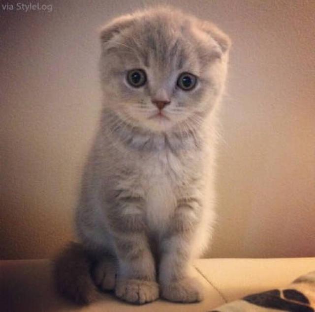 为什么说养猫不要养折耳猫？