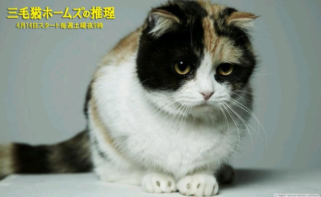 三毛猫:猫咪三毛滴虫能自愈嘛？不治疗有什么危害？ 三猫免费阅读