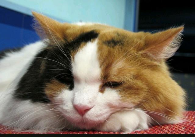 三毛猫:猫咪三毛滴虫能自愈嘛？不治疗有什么危害？ 三猫免费阅读