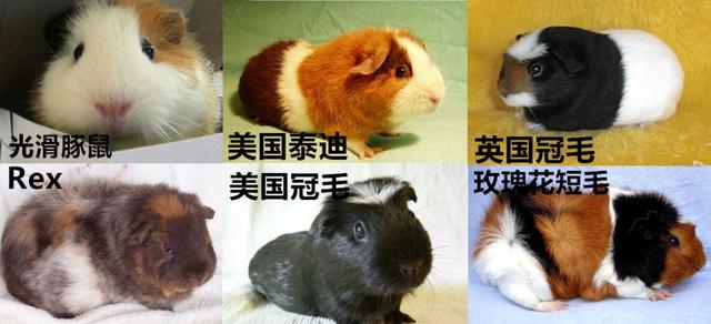 荷兰鼠:荷兰猪怎么养？吃什么？平时应该注意什么？