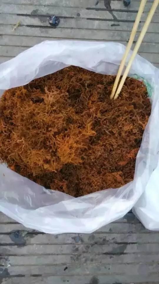 石蚌:石头 听说蛙类只有石蛙才是真正不用喂饲料不在肥水里长，大家说是吗？