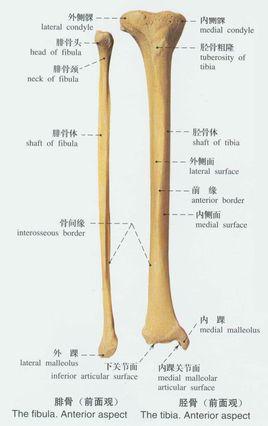 胫骨骨折愈合时间:胫骨骨折愈合时间是多久 胫腓骨骨折内固定多久能恢复？