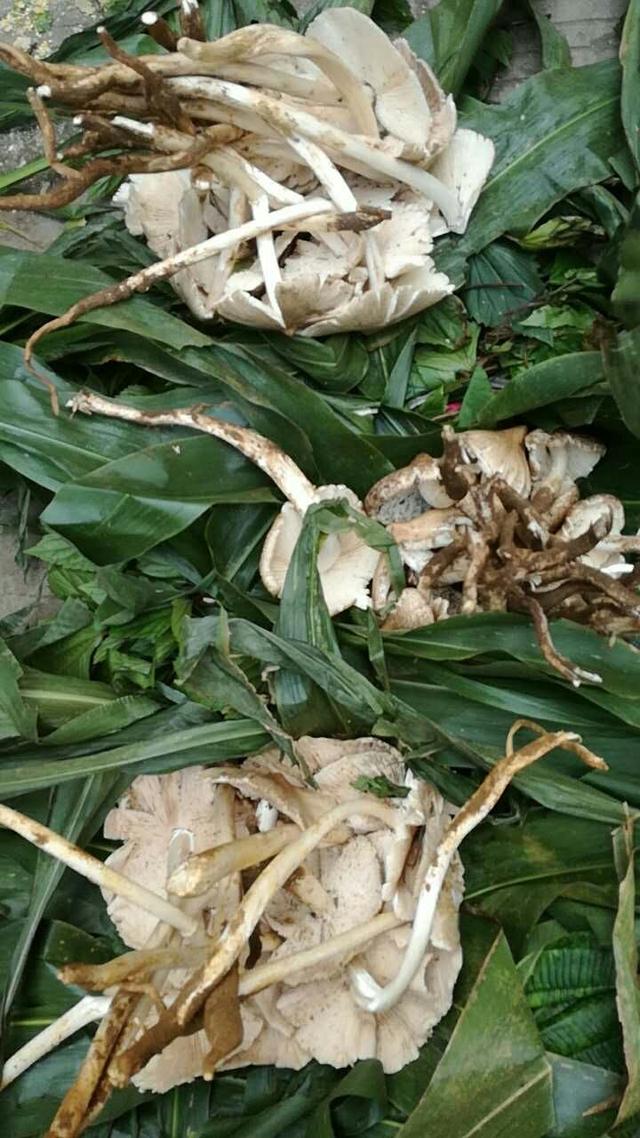 你在云南吃过哪些好吃的野菜？